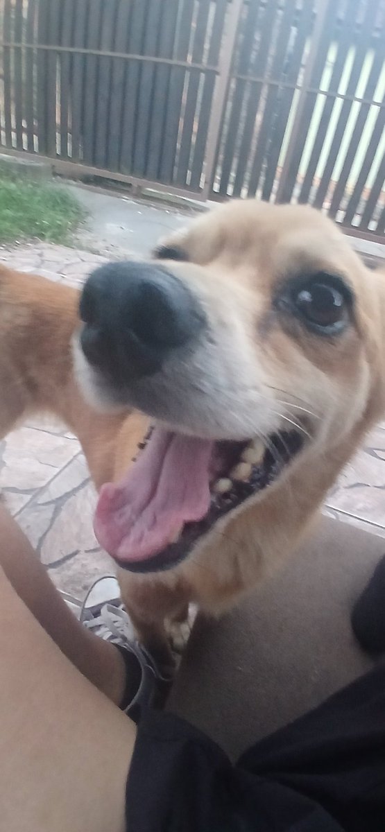 troqueio's tweet photo. um dia você adota uma doguinha e no outro ta indo vacinar o gato que ela caçou https://t.co/6Qgo9tUMHt