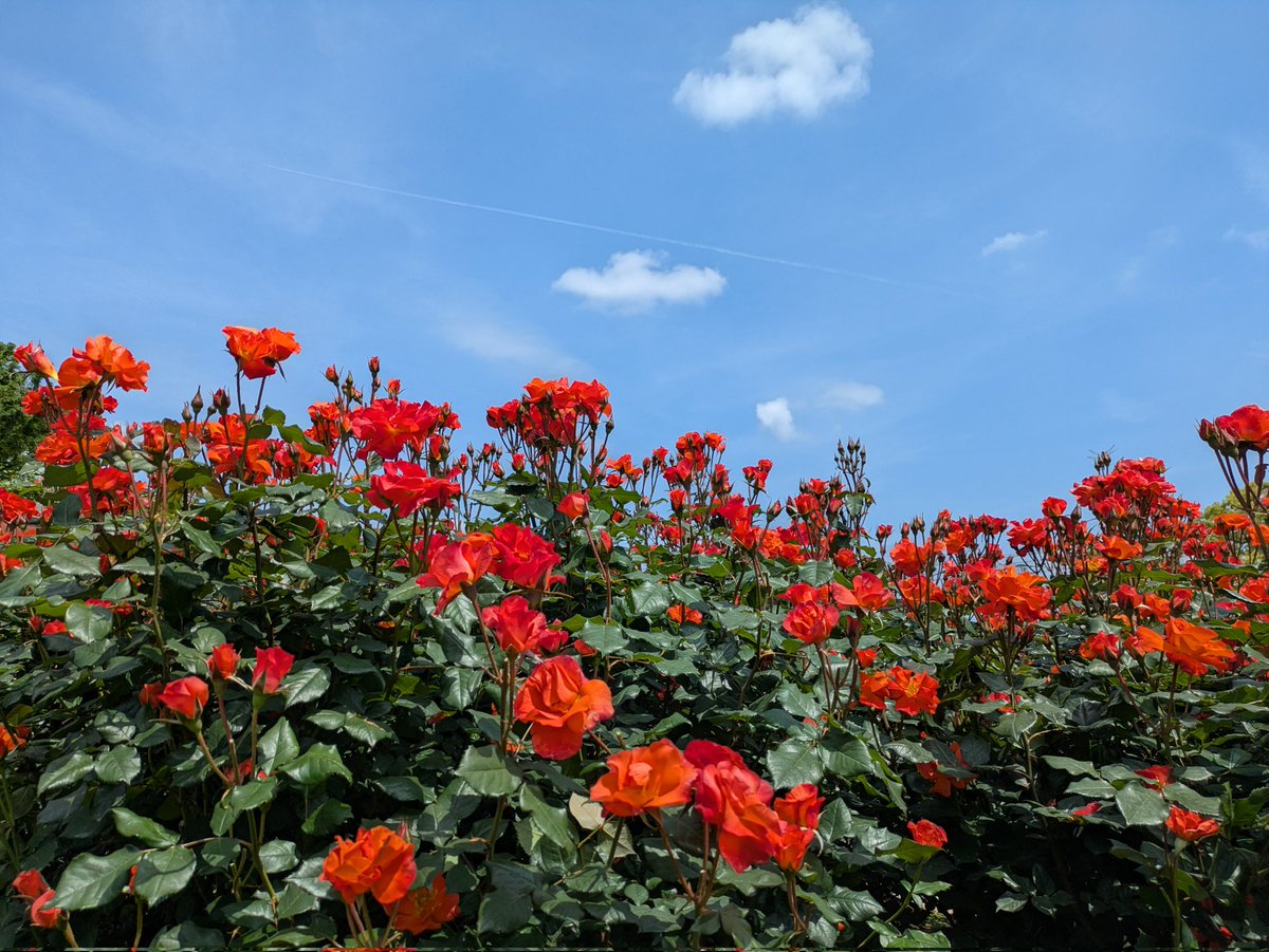 85wszy's tweet photo. 久留米で🌹を堪能してきました。 https://t.co/iaAben8Vbp
