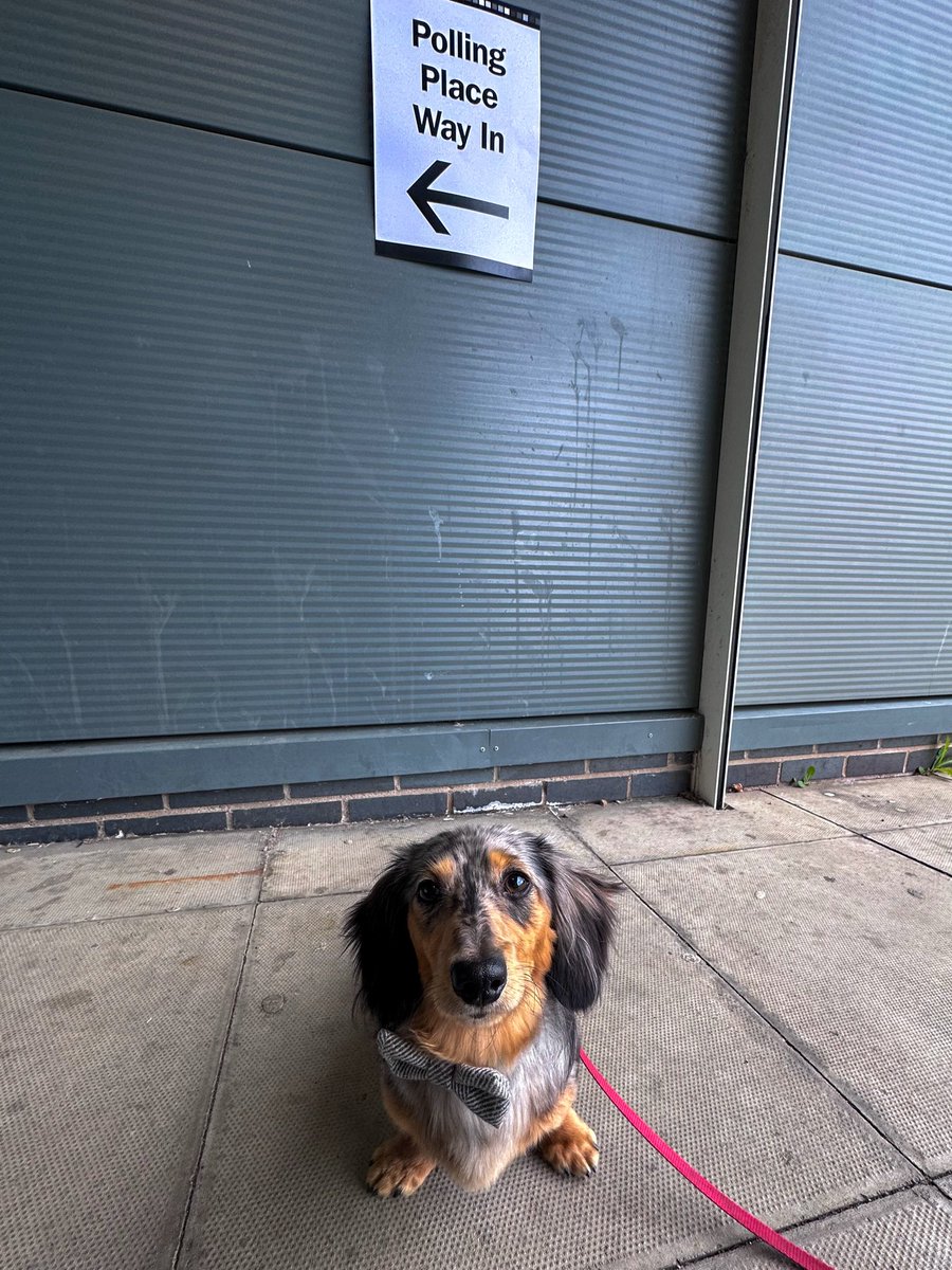 miche_267's tweet photo. @bbclaurak @BBCOne @BBCiPlayer Lester the 9 month old miniature dachshund voting in the Scottish Parliament elections https://t.co/XNc08Rk8MQ