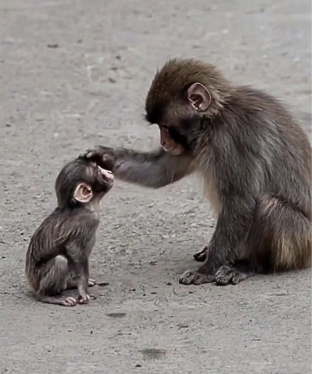 오늘 펀치는
갓 태어난 아기 원숭이를 처음 만났어요 🐒✨

장난 대신 조용한 호기심으로
아기를 아주 부드럽게 만지는 모습이
정말 따뜻하고 다정했습니다 🤎