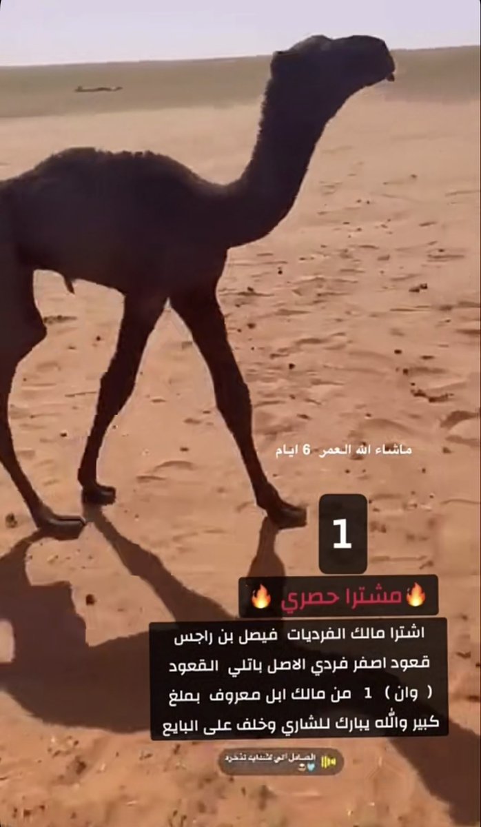 bdu503's tweet photo. جديد ابن راجس 🔥 https://t.co/XTqCuPF37V