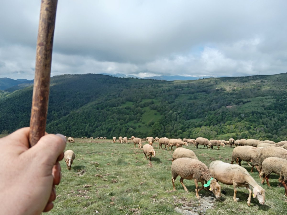 L'esquelleria puja lenta, pesada... Aquest seu dringar calmós ens explica coses: diu que les ovelles es van engreixant i que la gana no les atormenta.
Les esquelles no són simples i vulgars pots metàl·lics que fan fressa, les esquelles expliquen històries. 
#HistòriesDunRamat