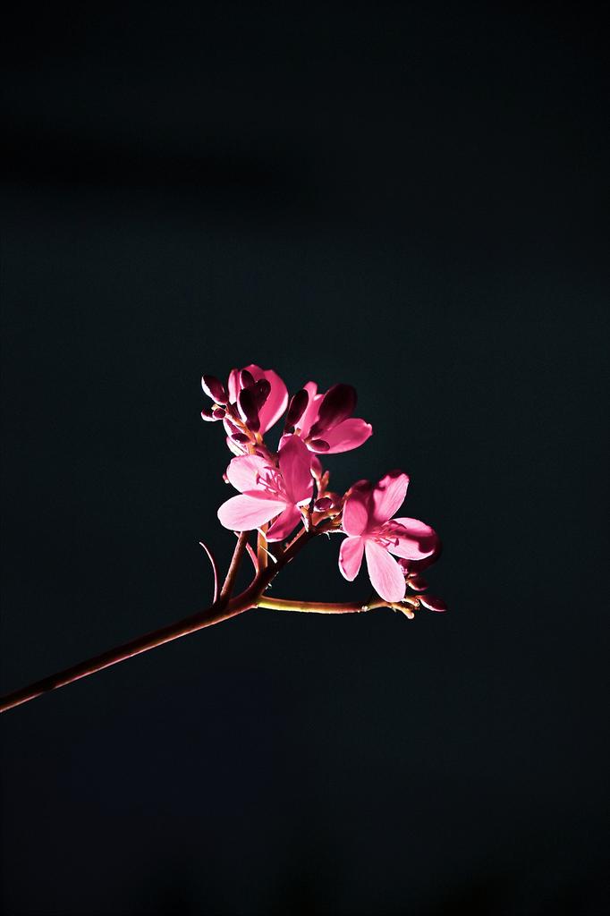 XXOXO_9's tweet photo. 夜に咲く花
#キリトリセカイ
#写真好きな人と繋がりたい
#カメラ好きな人と繋がりたい
#Nikon #Z72 https://t.co/C28ebVDe3X
