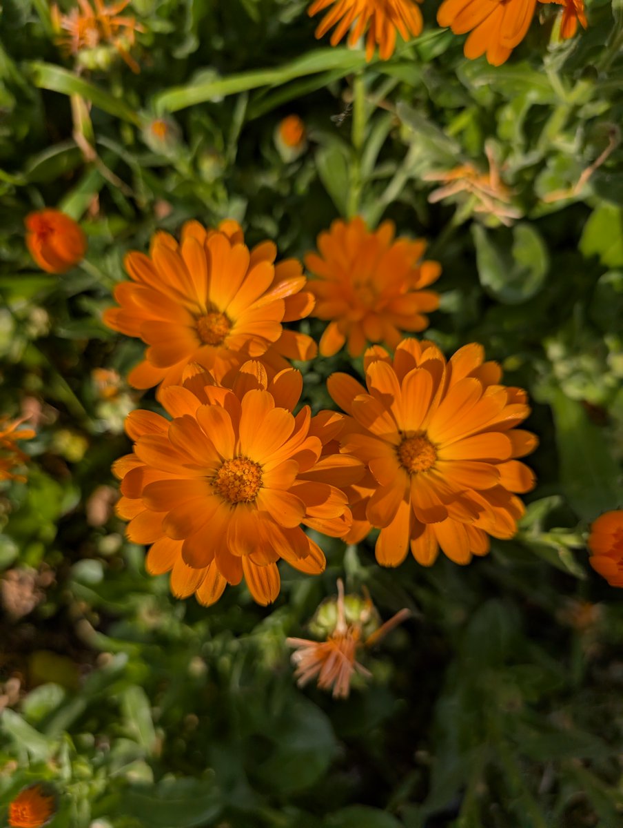 Petals + Polling = the perfect combo! Just a few flowers you can find ...