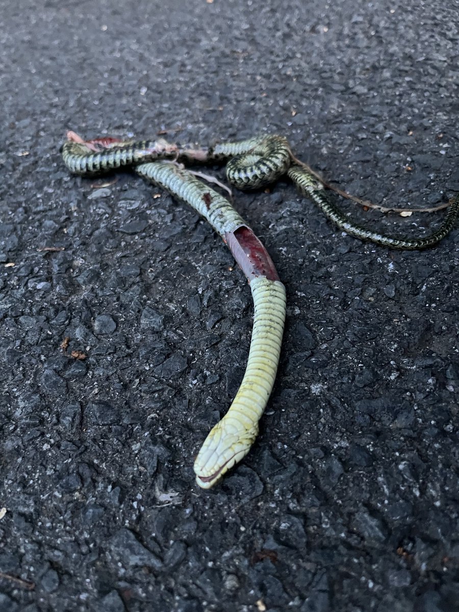 ヤマカガシの死体！！一眼レフ持ってない時に限って😭😭めちゃくちゃ綺麗。