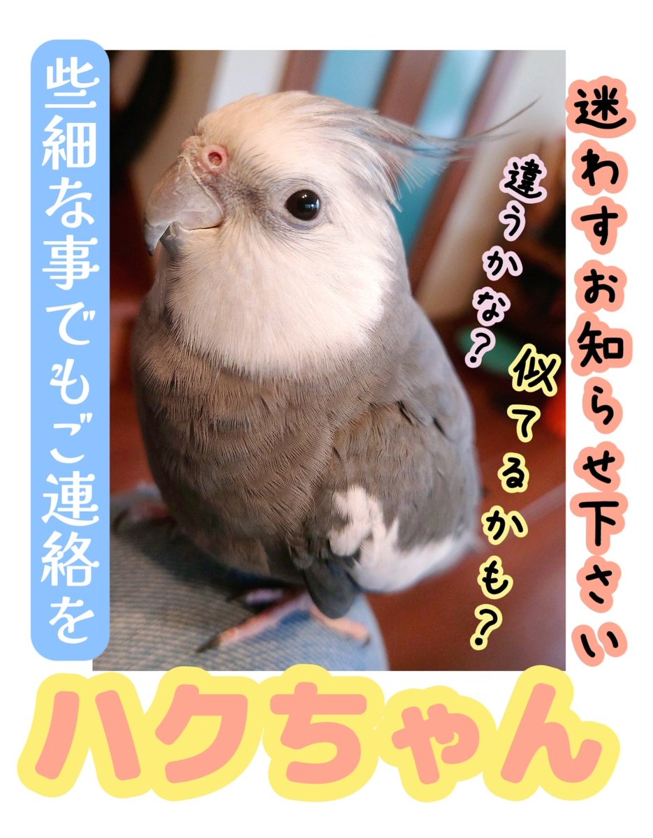 kitakita5963's tweet photo. #拡散希望
 #動物のいる暮らし #鳥のいる暮らし
 【🐥似たコいませんか❓】

画像の🐥鳥ちゃんに似たコをお世話して下さっている、似たコがご家族にいる等ありませんか❓

🐥『ハクちゃん』というお名前のインコちゃんをご家族が長い間探されています

心当たりのある方は
引用元様迄ご連絡を🙇‍♀️ https://t.co/mjwiFp4FgA