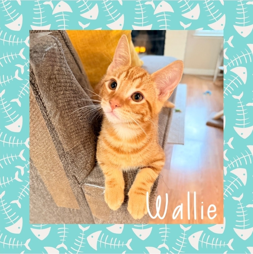 IBRescue's tweet photo. Donate today to help us save more lives, one kitten at a time. Join us in making a difference! Help us create more happy #gotchadays like Wallie finding his #fureverhome
https://t.co/poWyTasn4n
#BDOG2026 #donationssaveslives #ittakesavillage #gratitude https://t.co/iFVSGEfYzL