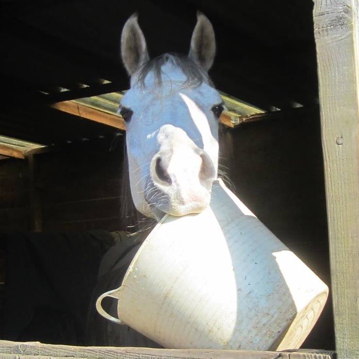 Rocky Da Horse tweet media