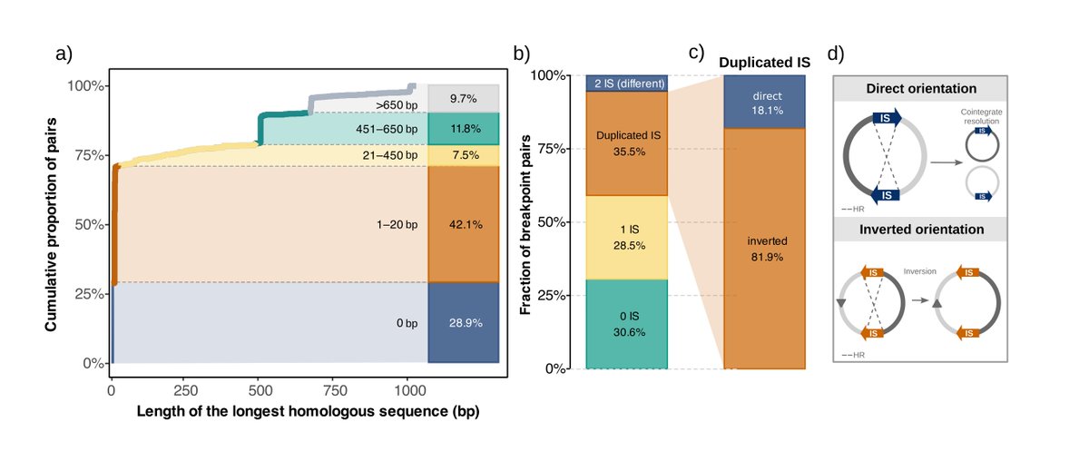 BioNacho's tweet photo. 5/5.  The molecular scars are still visible. Fusion breakpoints show  signatures of homologous recombination and insertion sequences,  especially IS6-family elements. Many duplicated ISs are inverted, which  may help lock fused plasmids in place! ⛓️ https://t.co/YxR8bxNGxY