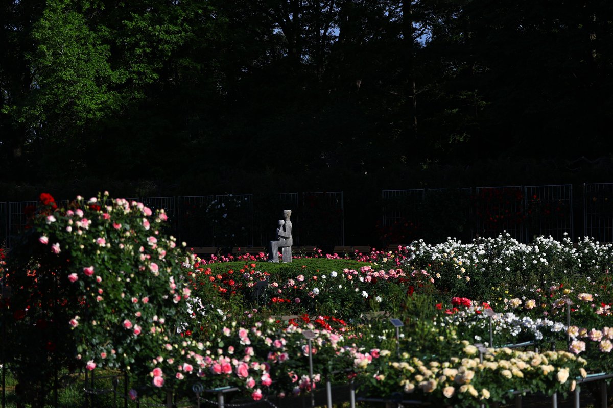 神代植物公園 【公式】 tweet media