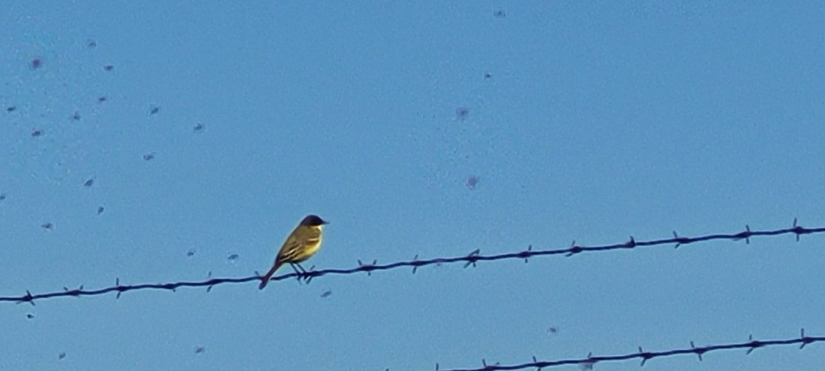 johan_klos's tweet photo. Goedemiddag het had een mooie dag om #vogels te kijken in de #crezeepolder in #ridderkerk is mijn #batterij van #camera leg maar wel de #gelekwikstaart op #foto met #telefoon ook een paar #kluten waren daar https://t.co/93zdJb30Pi