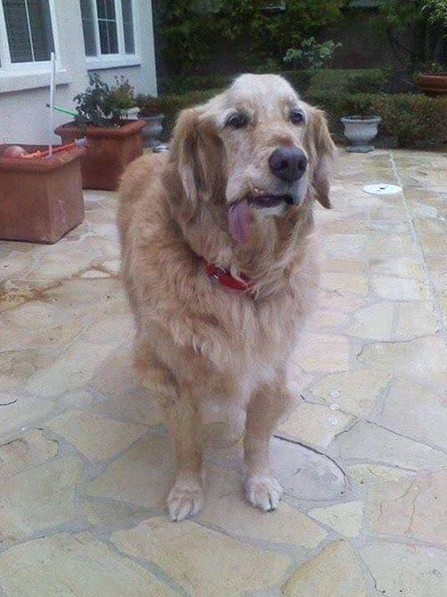 Tweets of Dogs tweet media