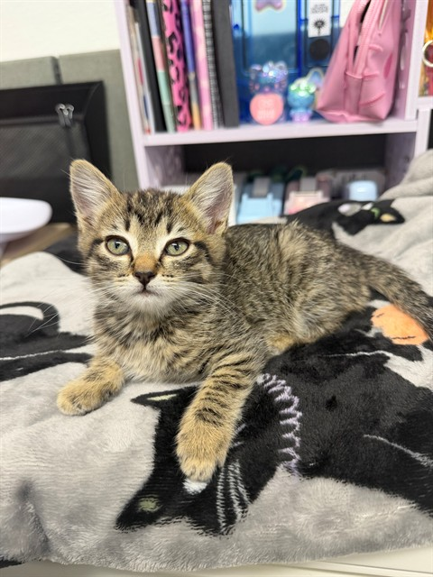 Ally Catmom tweet media