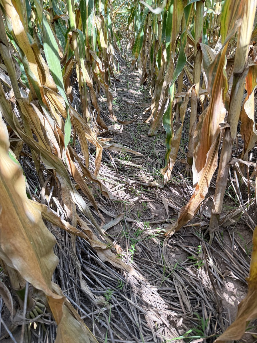 _RafaelGarello's tweet photo. Semana movidita💪🏼
1) Confeccion de rollos y megafardos de alfalfa
2) Cosecha de soja con compañia
3) Siembra de alfalfa
4) Control de nacimientos de CS sembrados sobre maiz en pie https://t.co/zMWkfH4aKs