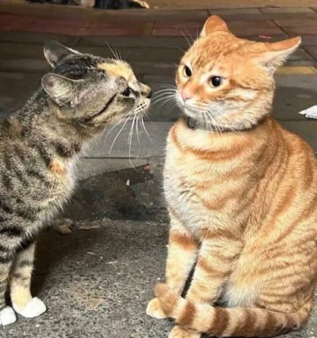 shincatkyun's tweet photo. 😻😾 https://t.co/1m9bURZnhk
