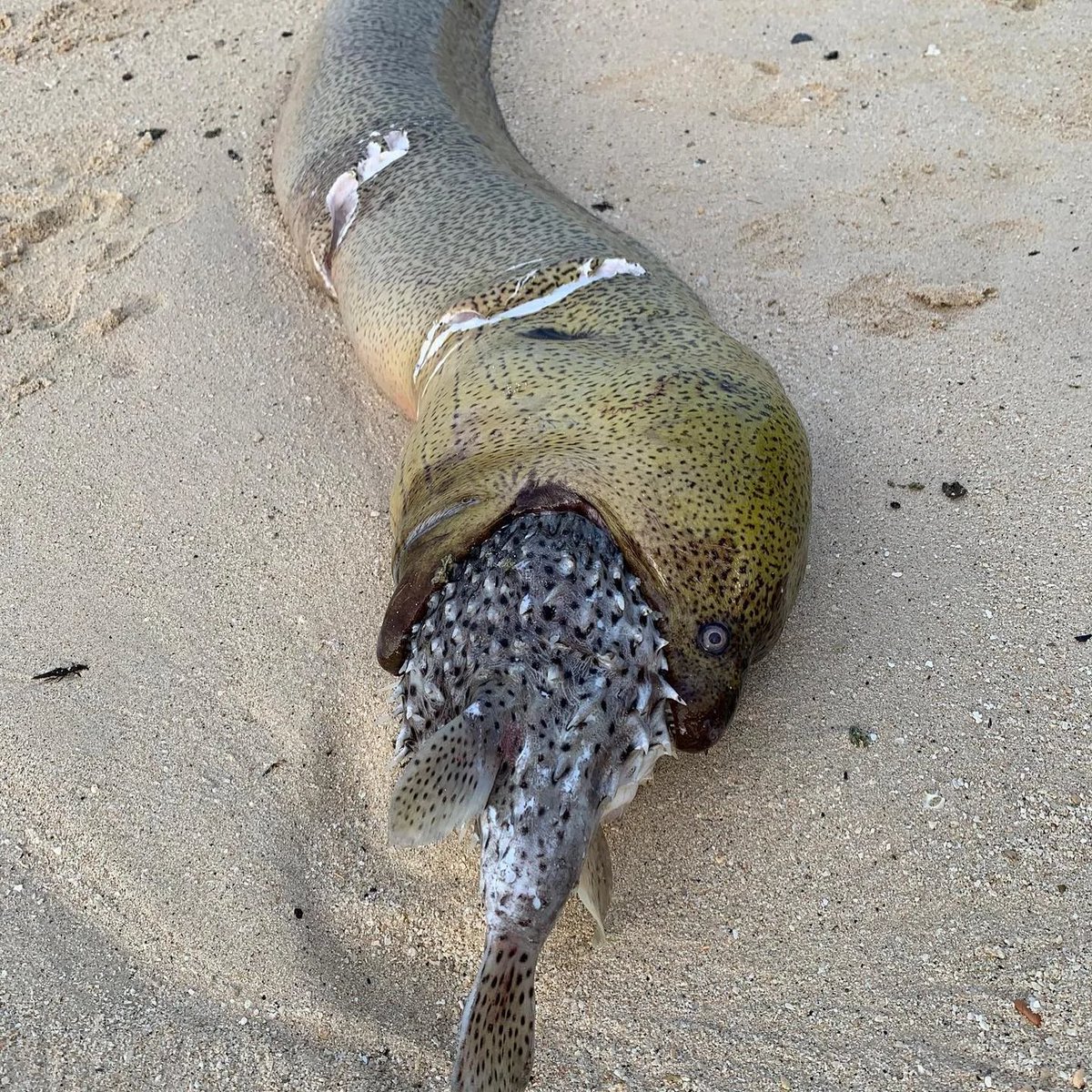 A Battle to the Death. This pufferfish decided to take its killer with it

Moray eels swallow their prey whole, but that becomes a deadly mistake with pufferfish, which can inflate themselves and carry powerful toxins. The eel was doomed as it choked trying to swallow the fish,