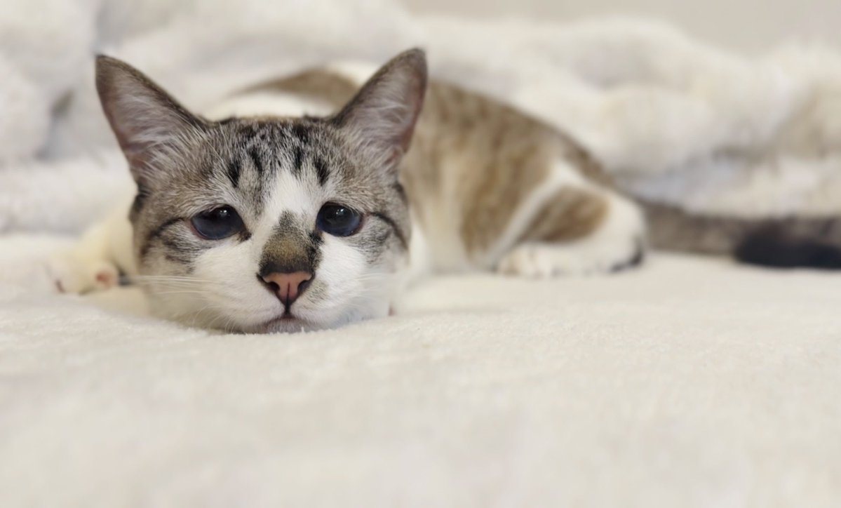 ぴえん猫ミント (@piennekomint) / Posts / X