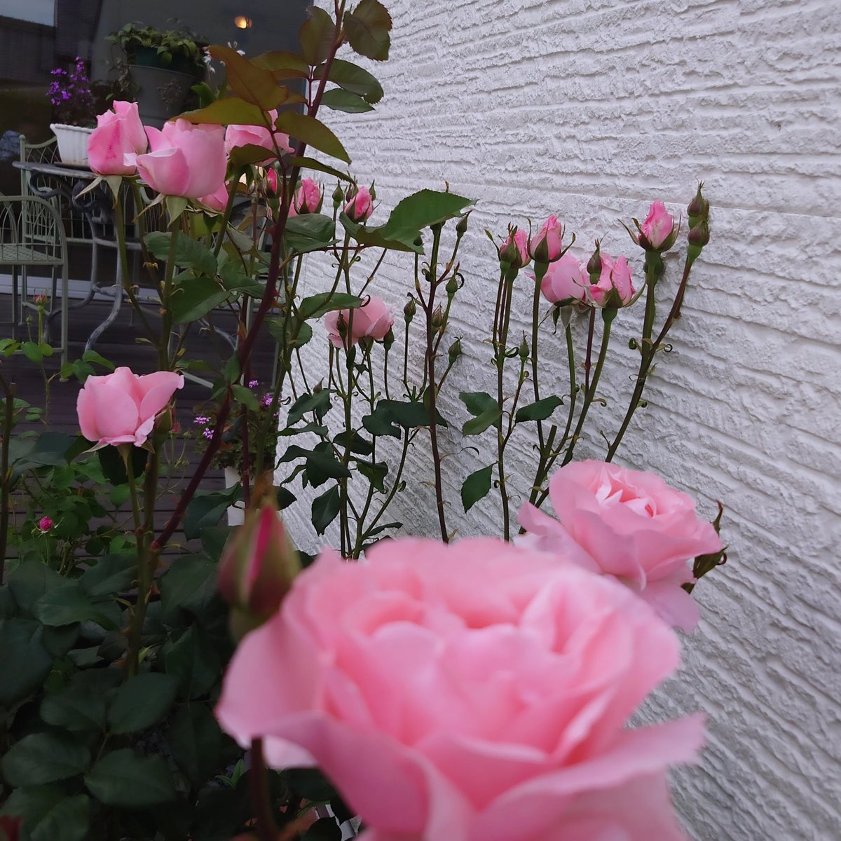 OGUNI73169459's tweet photo. Oguni ZENTSUJI FRENCH RESTAURANT

庭の花が見頃を迎えております https://t.co/x4pMs0LRMJ