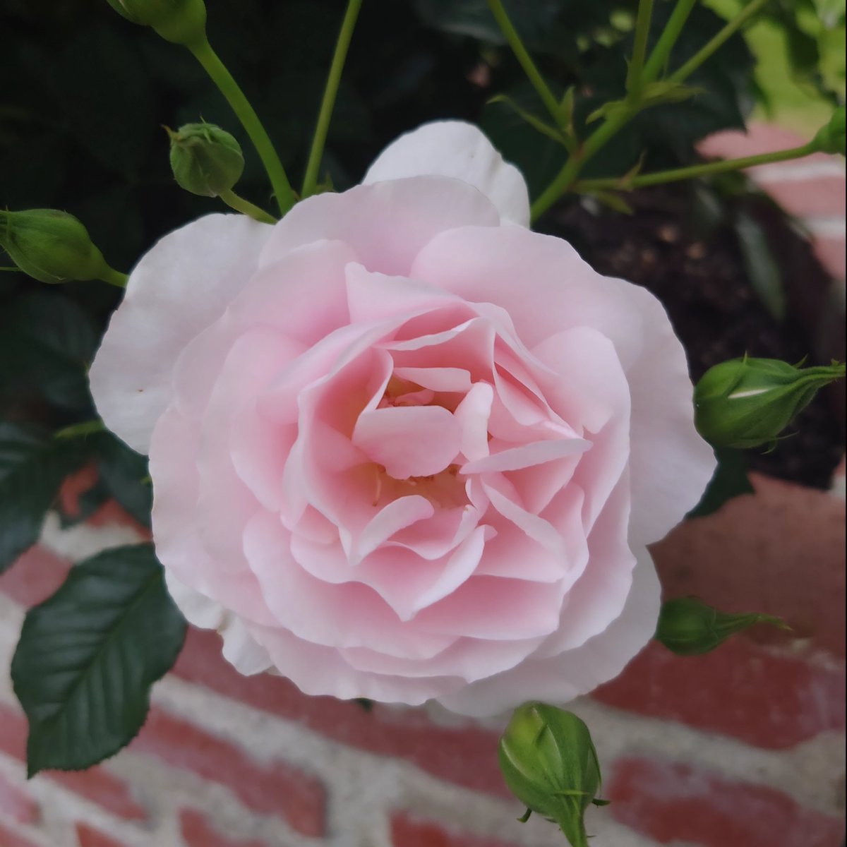 OGUNI73169459's tweet photo. Oguni ZENTSUJI FRENCH RESTAURANT

庭の花が見頃を迎えております https://t.co/x4pMs0LRMJ