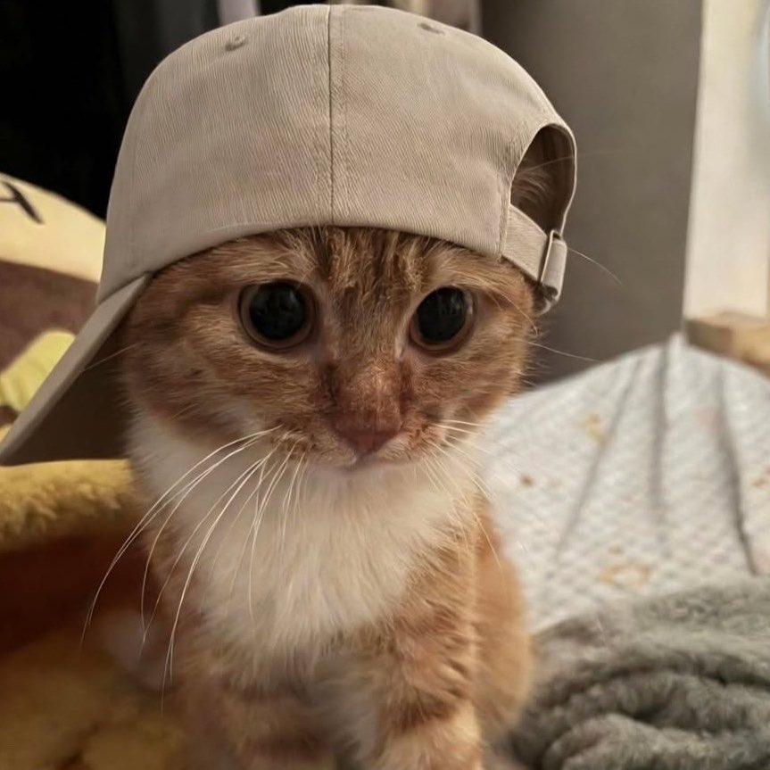 ☁️🐈 tweet media