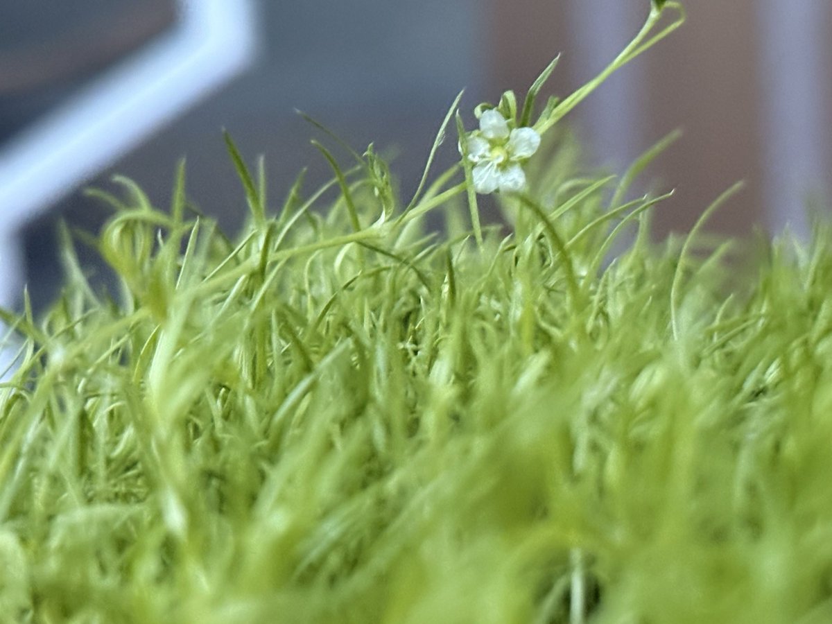 アイリッシュモスめっちゃくちゃ小さいお花咲いた！スマホだとこれが限界だ…