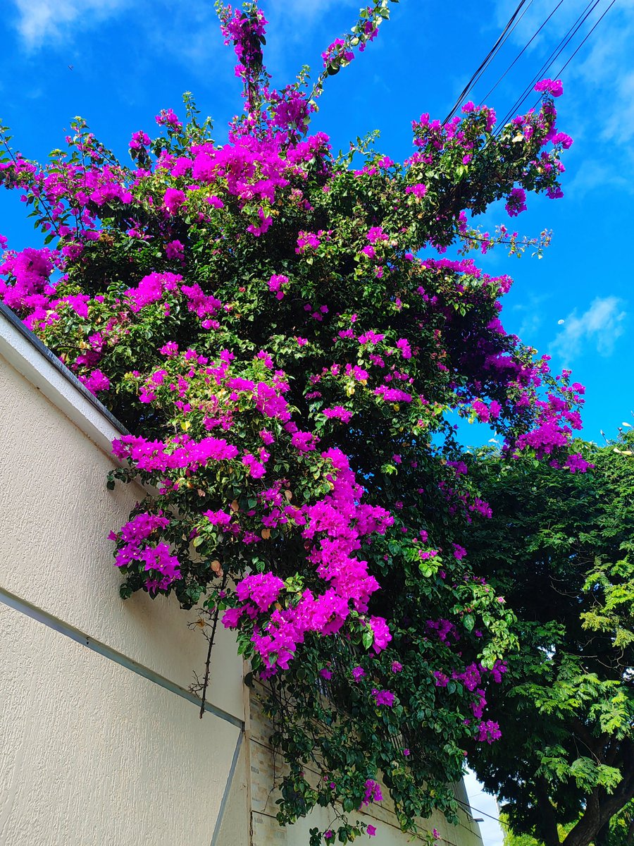 Aquela tia que vive tirando foto das plantas