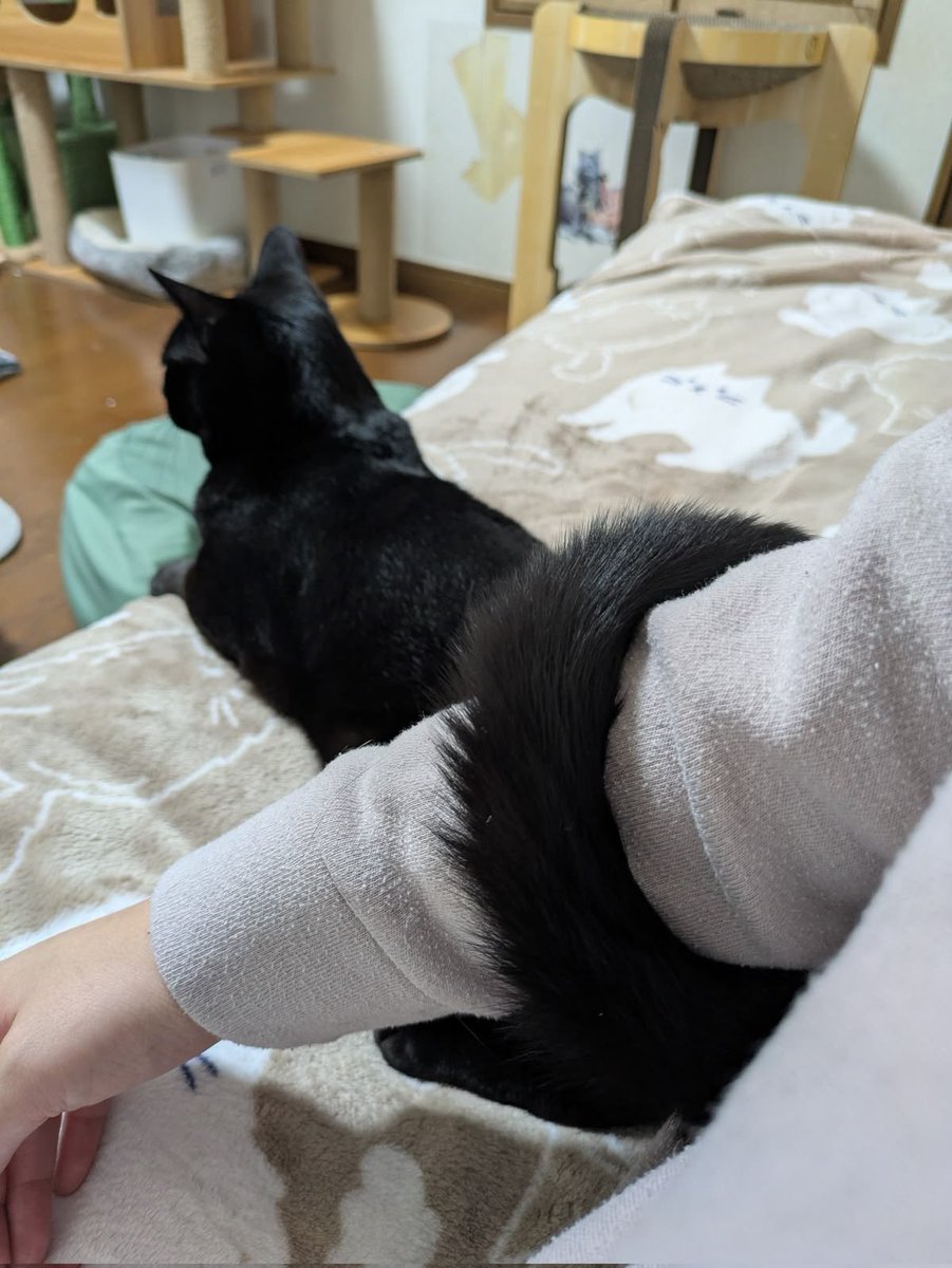 Black cats are not bad luck tweet media