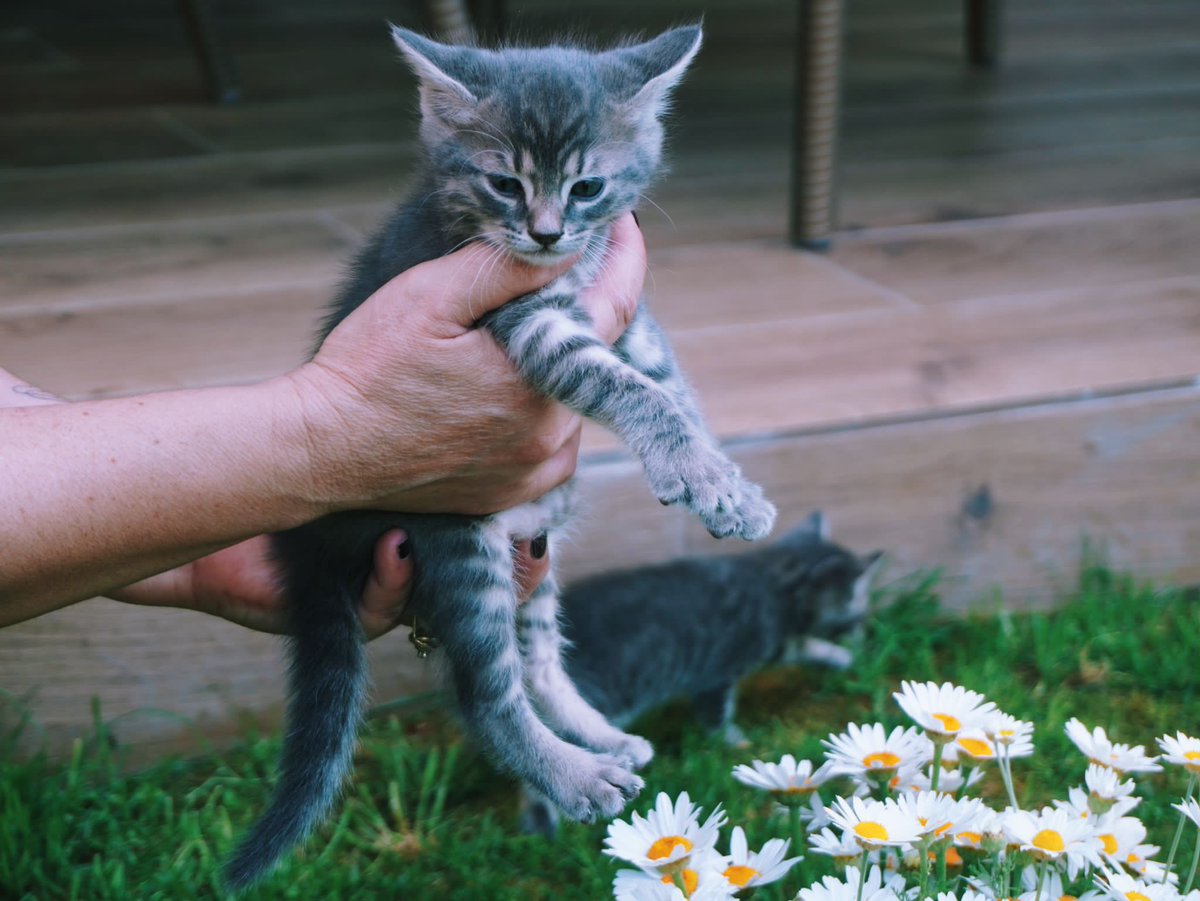 LÜTFEN YARDIM
🐈🐈 PAYLAŞALIM🐈🐈 
 
Merhabalar sokakta üç yavrum ve bir anne var. Anne genç, sıcak kanlı, insan aşığı bir kedi, çocuklarla da arası çok iyi.
Yavrulardan ikisi dişi, biri erkek.
Karaali bölgesinde sahiplenmek isteyen olursa diye paylaşmak istedim.
MANİSA YUNUSEMRE