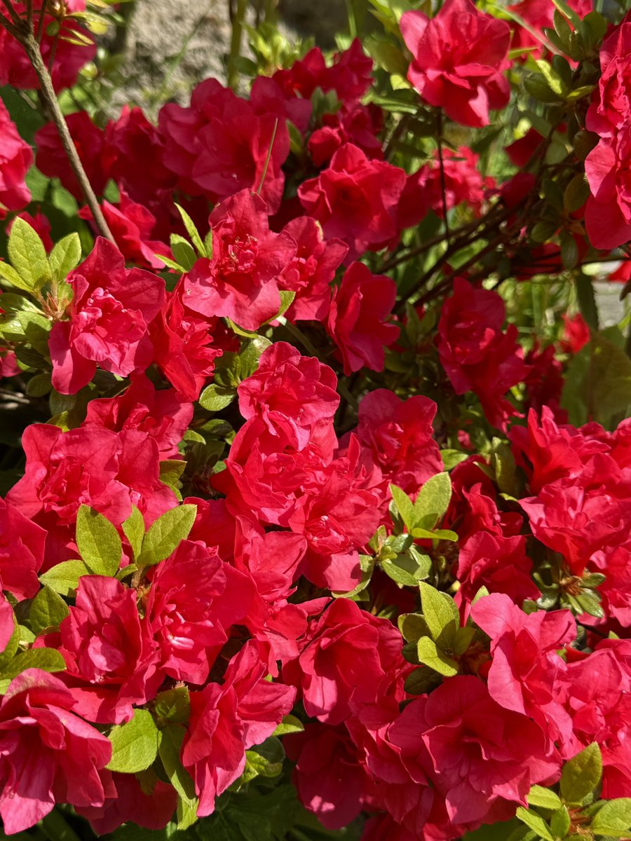 Garden colour ❤️💗❤️#Gardening