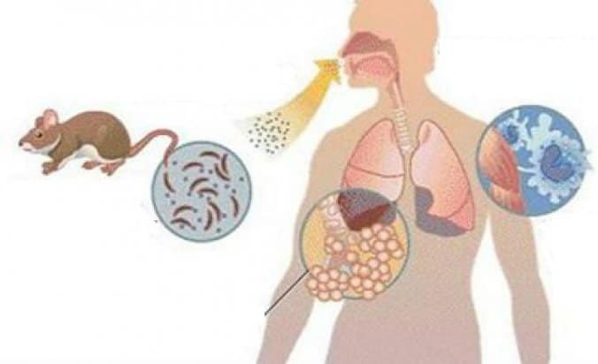 alfwarrior's tweet photo. 🧵
Una de las grandes preocupaciones con el Hantavirus Andes es que mute y se transmita fácil entre humanos, como pasó con el COVID. Entiendo el miedo. Voy a tratar de explicarlo de forma clara y sin alarmismo.
1/11 https://t.co/DxOqtGaVqa