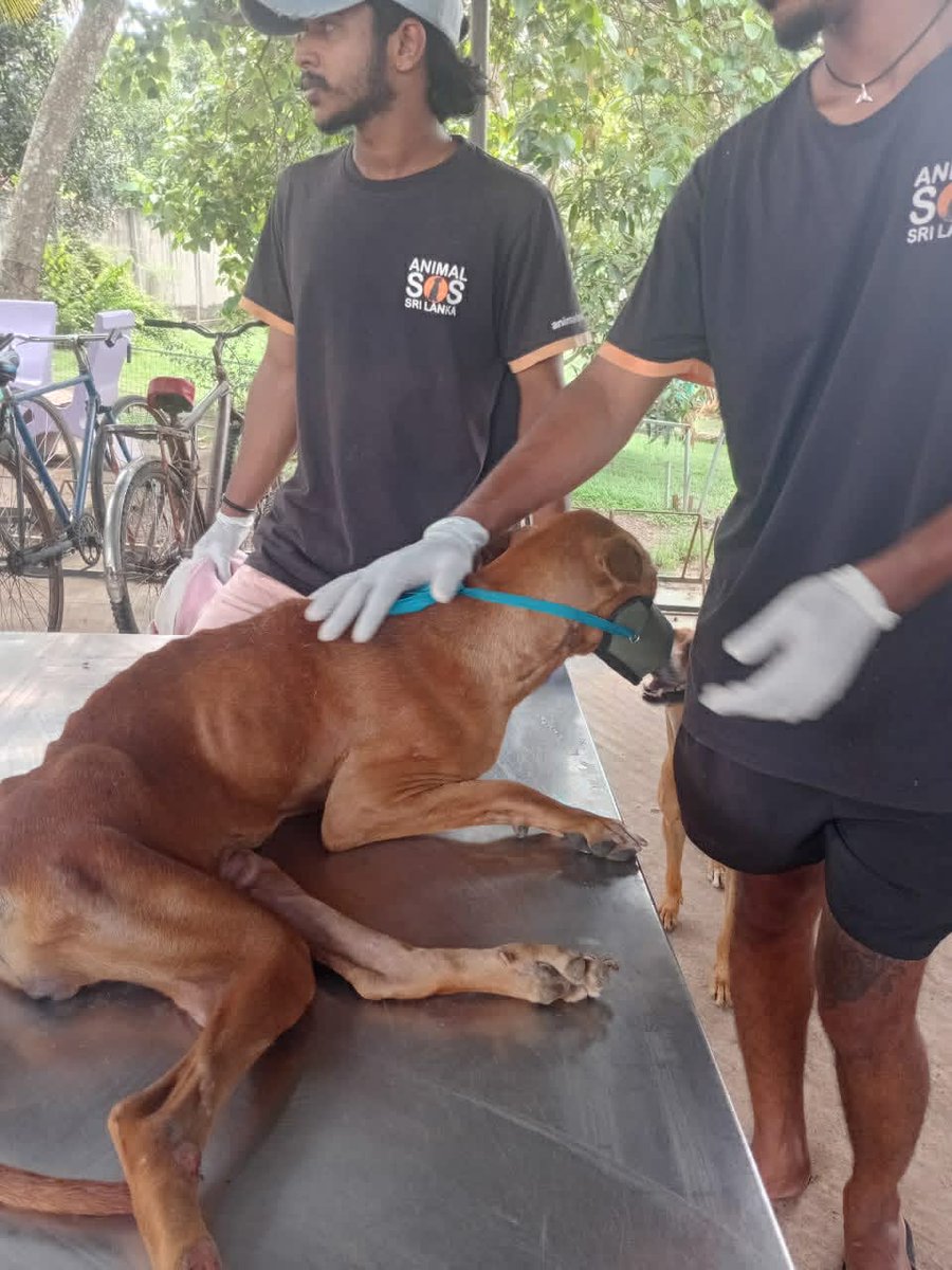 Animal SOS Sri Lanka tweet media