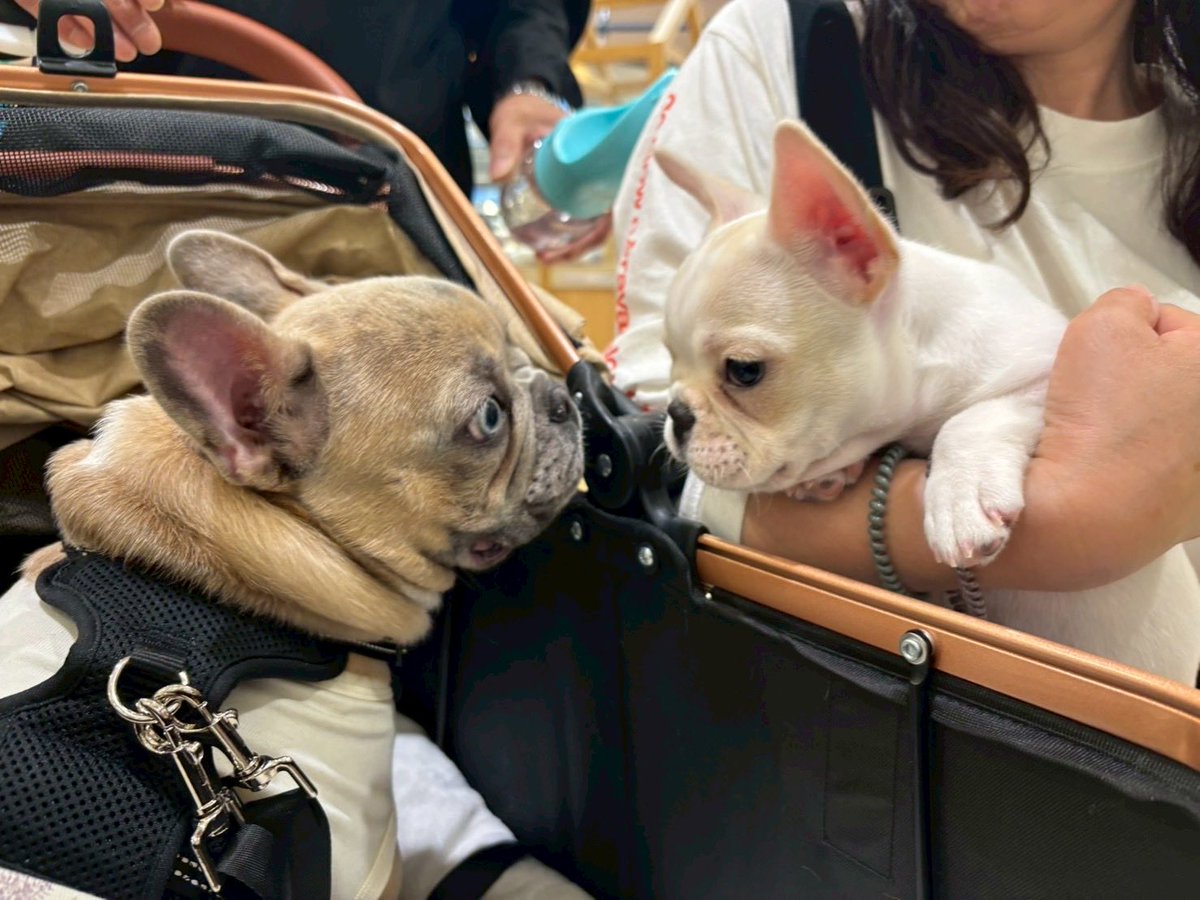 Shin67331000's tweet photo. 疲れたら何処でも寝てしまう瑚鉄です🐕
まだパピーで4ヶ月🐕
もう1人この仔犬クリーム飼いたくなったのは気のせい？
#フレブル https://t.co/Pd9XoShAH9