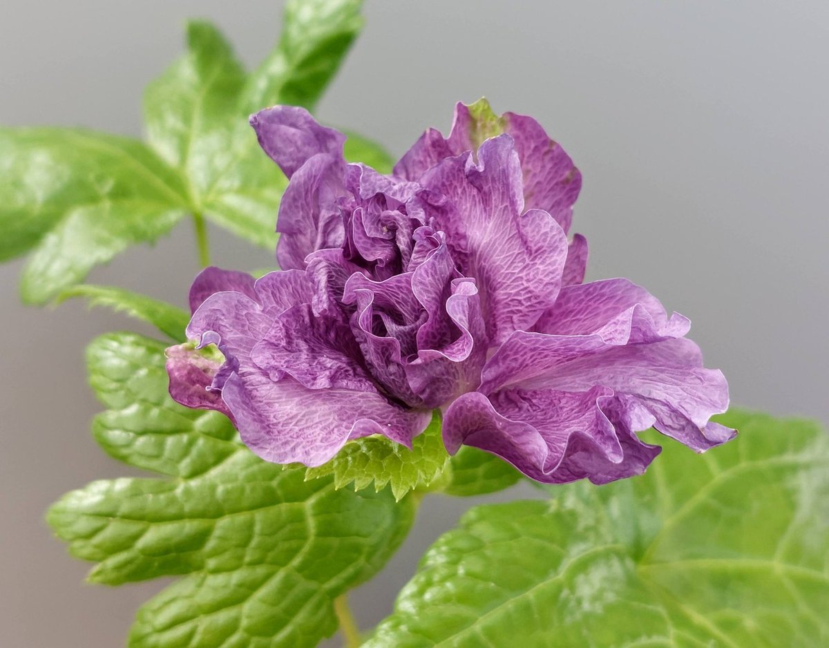 八重咲シラネアオイ花芽7 A1