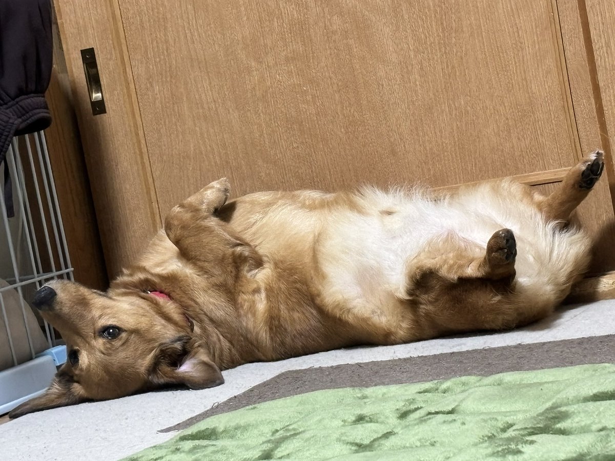 見た人も無言でわんちゃんを貼る