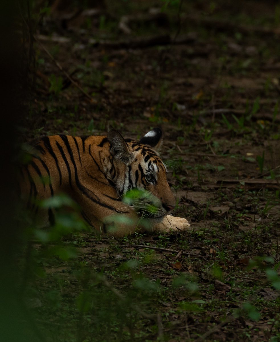 Pench Tiger Reserve tweet media