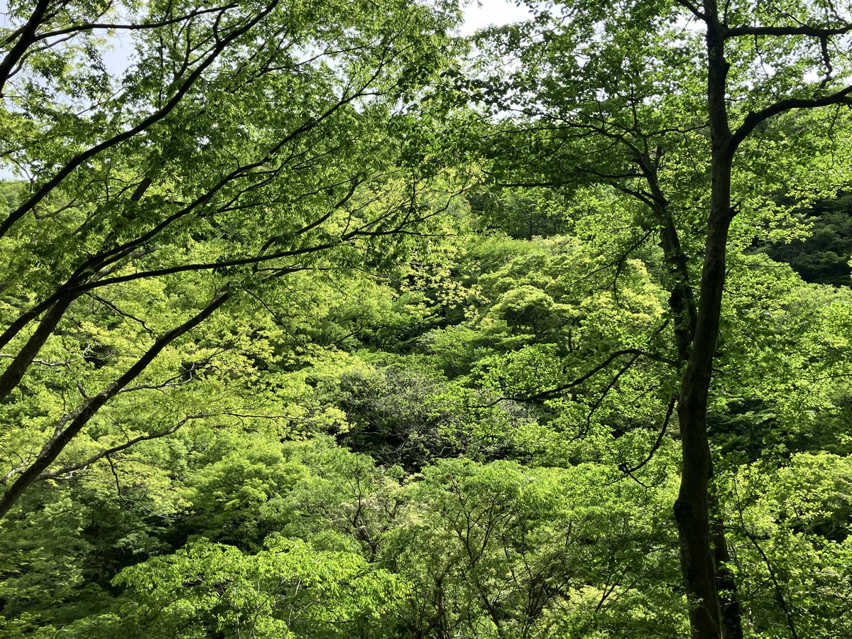 連休中は混雑していたと思われる箱根も、今日は落ち着いていたようです

大観山から芦ノ湖→仙石原→湯本に下って、小田原駅から輪行で無事終了😊

ダウンヒルは少し肌寒かったですが爽やかで、新緑も清々しい箱根路でした^ ^

次回の箱根ライドは旧街道ですね🚲