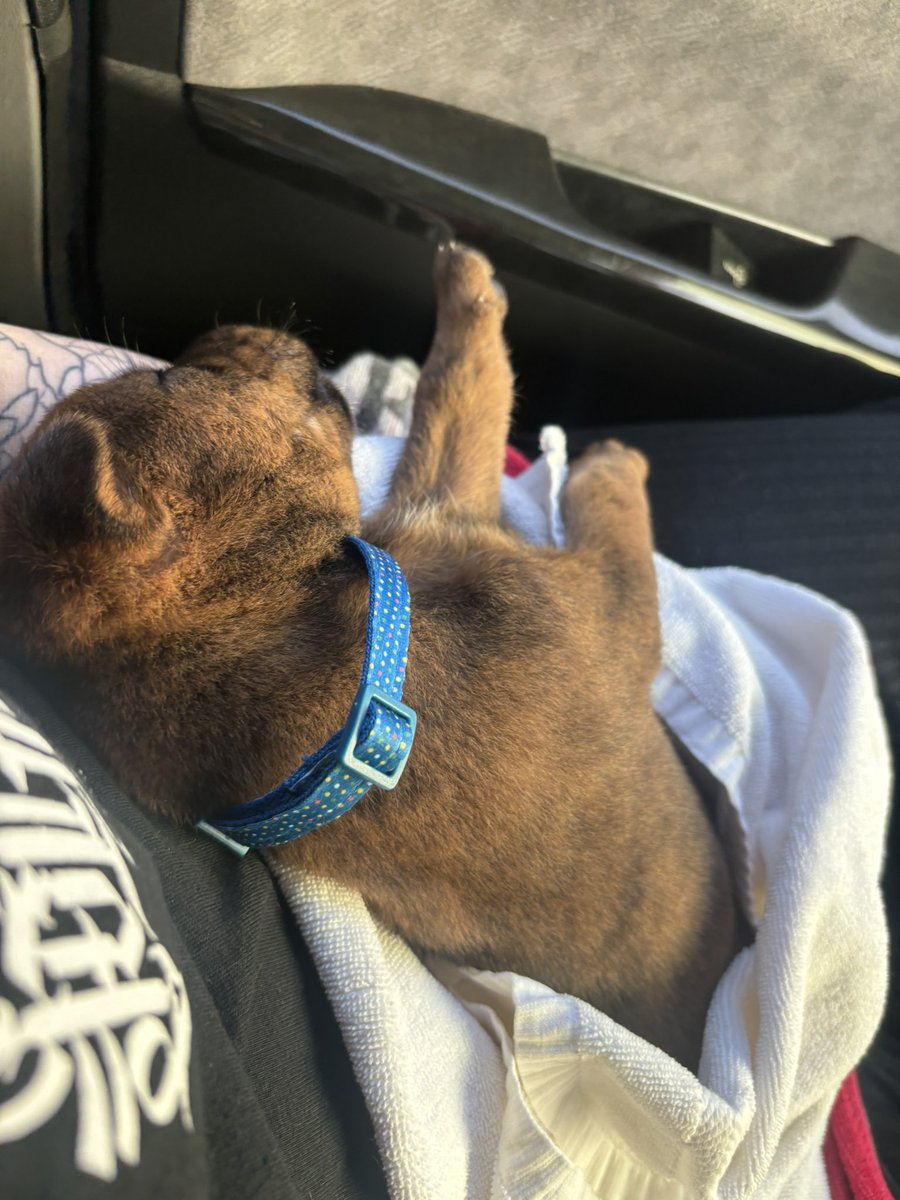 shrskrhs0219's tweet photo. おちびちゃん🫶
家族が増えました🐕

#琉球犬
#トゥラー https://t.co/DfTSQd6XeR