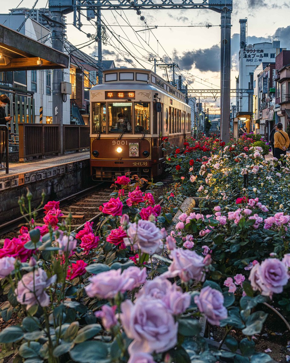 この時期だけ観れる都営荒川線の絶景
