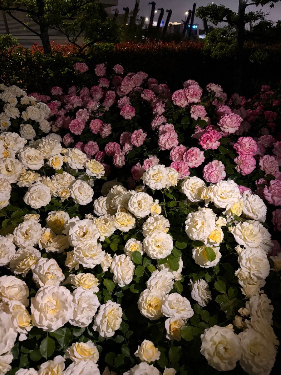 PCX125JF56's tweet photo. バラ園 https://t.co/egRN8NLgZ6