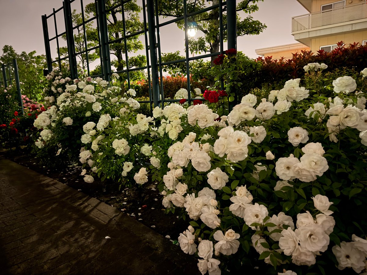 PCX125JF56's tweet photo. バラ園 https://t.co/egRN8NLgZ6