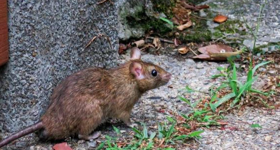 alfwarrior's tweet photo. de ese calado.
Esto nos conduce a un círculo vicioso: como se transmite mal hay pocos casos y menos oportunidad de mutar para transmitirse mejor.
Entonces ¿este proceso de mejora evolutiva no ocurre en hantavirus (Andes)? Si, en su reservorio natural (ratón colilargo).
8/11 https://t.co/H83E1nL0FO
