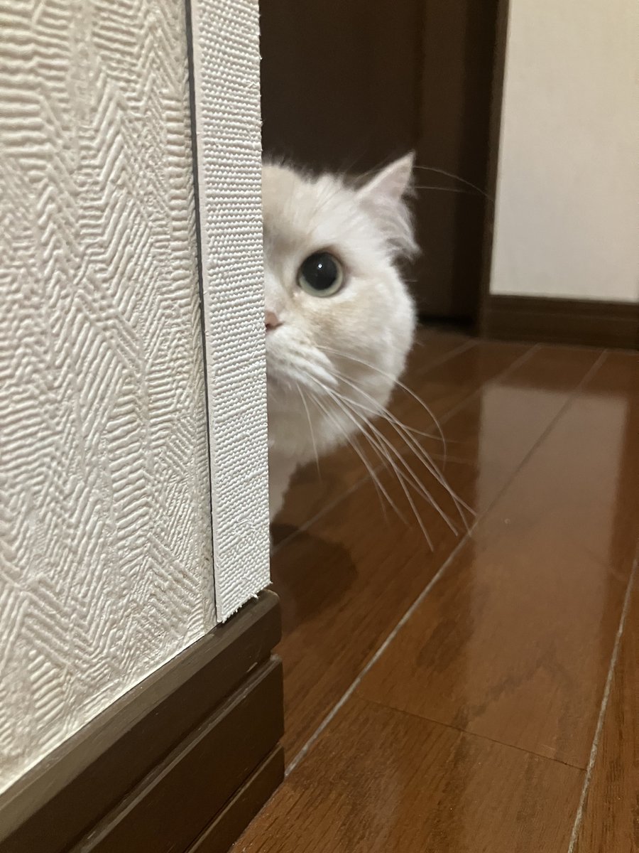 もんちゃん (@monrice12) on X