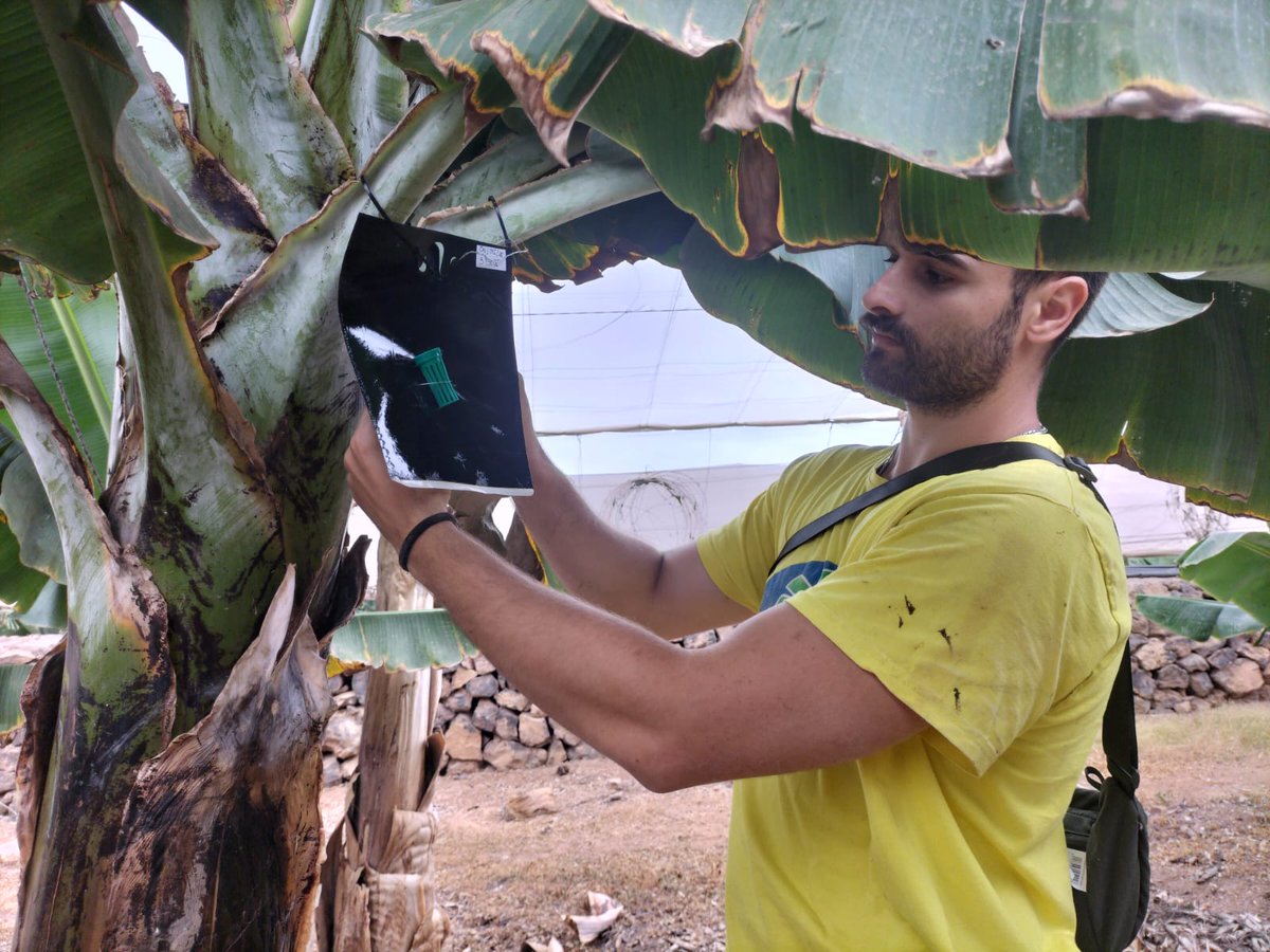 Asoc. de org de productores de Plátano de Canarias tweet media