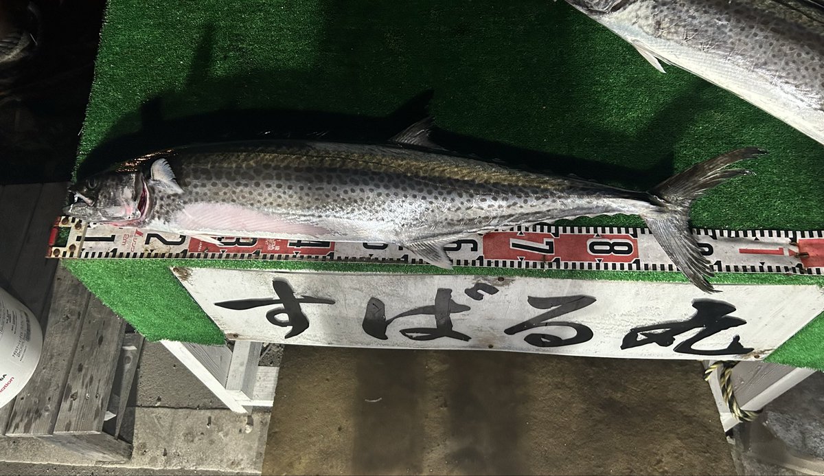 サワラキャスティング午後便
ブローウィン140Jでサワラ95cm
1本キャッチ🎣