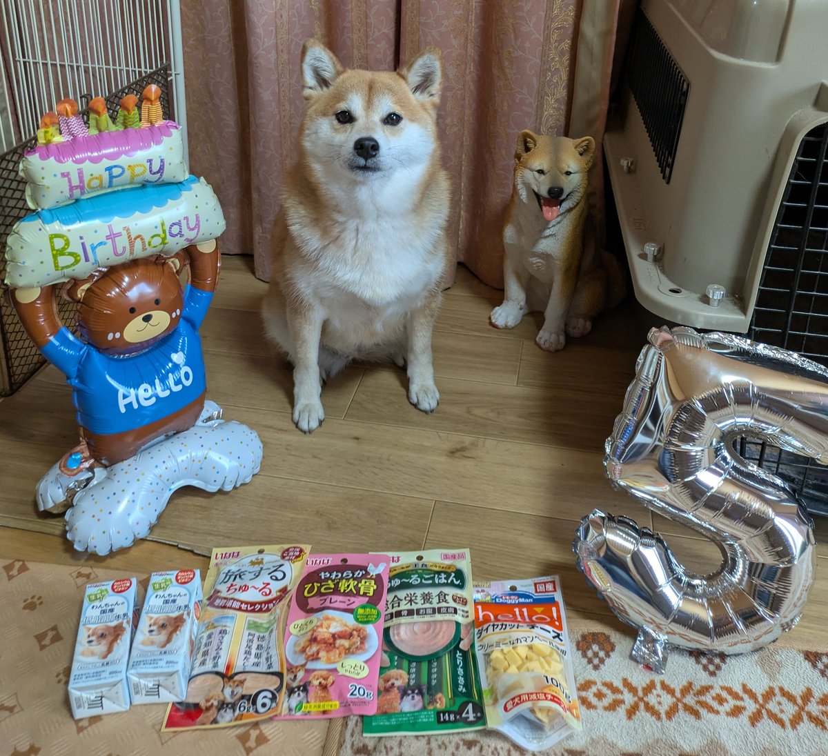 柴犬未来 tweet media