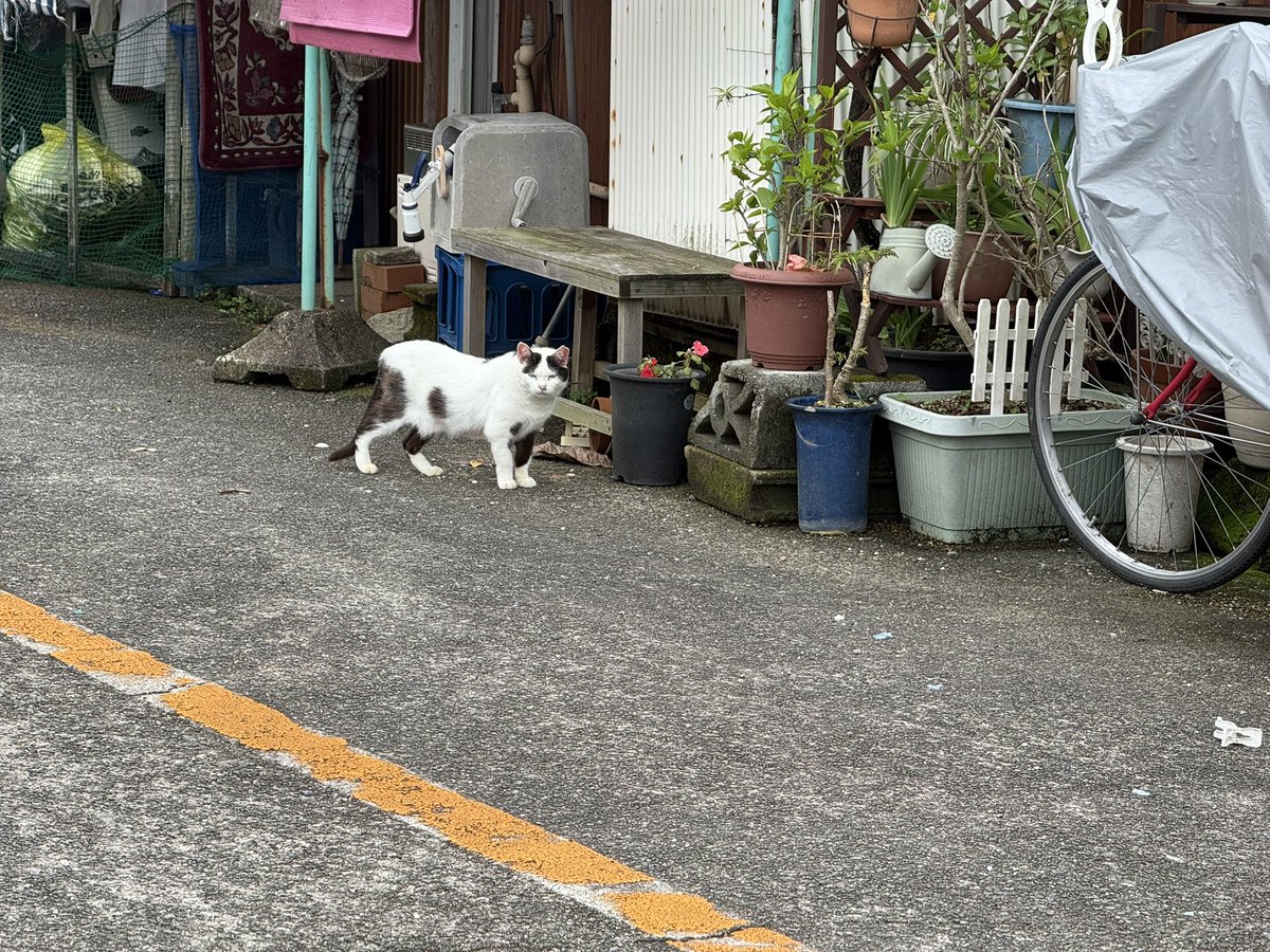 mikuru22 tweet media