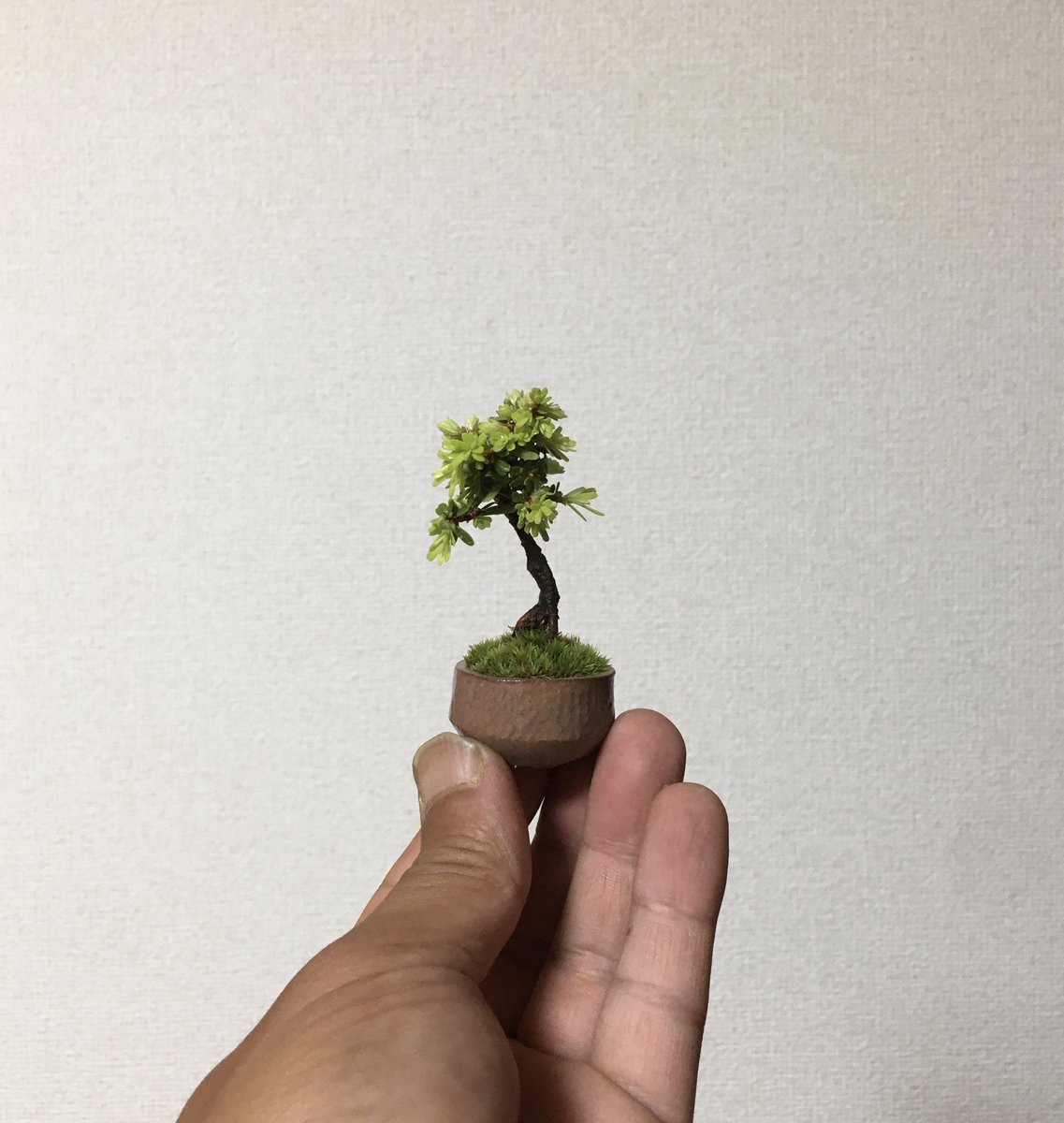 solis苗 イチボ　命名　シューイチさん苗 米栂】 豆サイズの根上がり✨ 小いちさんの鉢にぴったりフィット