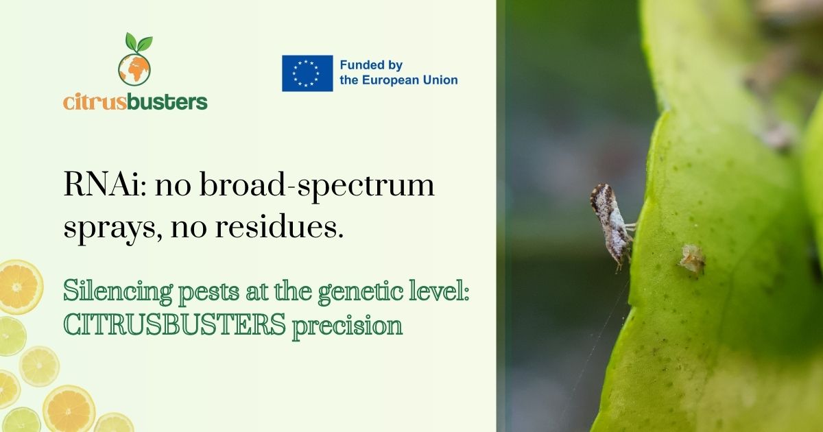 Citrusbusters's tweet photo. What if you could silence a citrus pest at the genetic level?
That's what RNAi does, and it's what #CITRUSBUSTERS is developing against HLB vectors.
No broad-spectrum insecticides or residues. Just precision.
Have you heard of RNA-based tools in crop protection before? 👇 https://t.co/wtqlPOoyhp