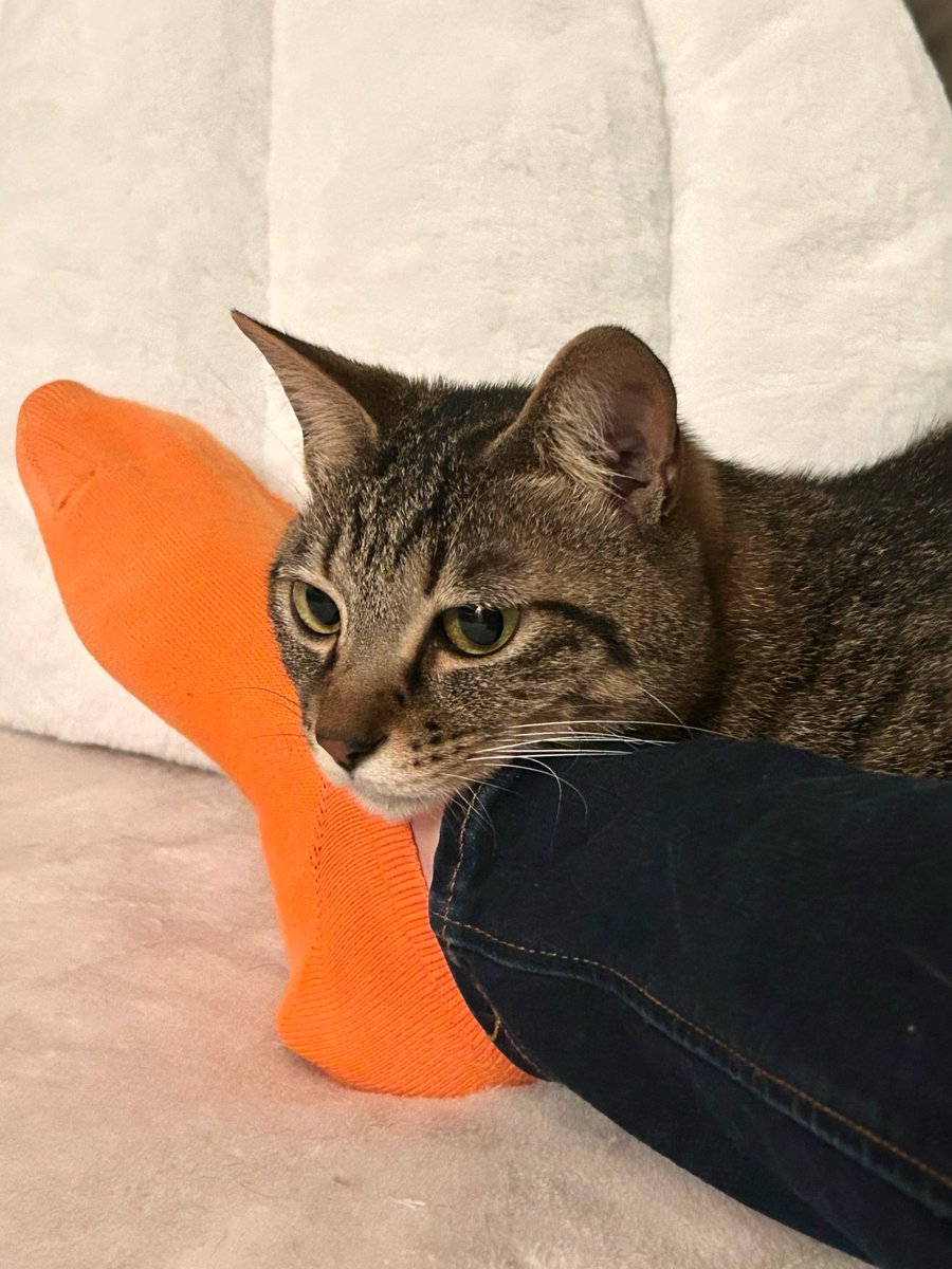 ごんねこ (@vqfuv) on Twitter photo 