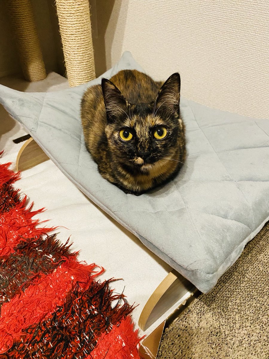 妹チャンは新しいハンモックでもうすぐ爆睡します。ちんまり。

#サビ猫はいいぞ